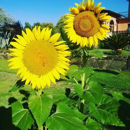 Solare Perito