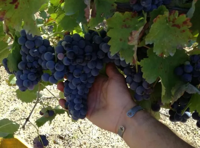 Agriturismo Solare